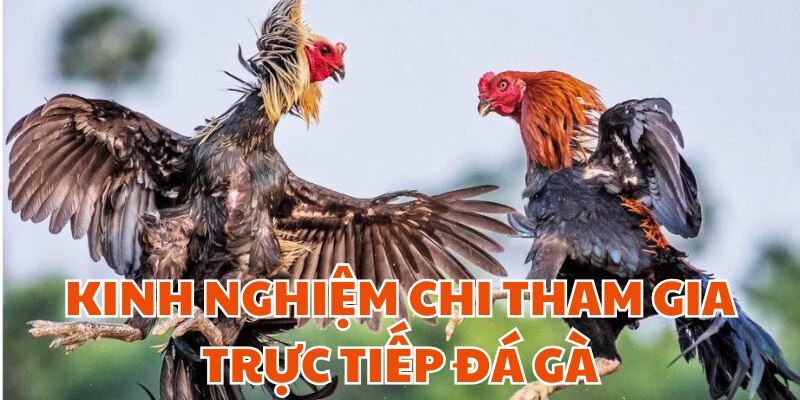 Bật mí bạn những tips tham gia trực tiếp đá gà hay